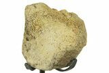 Fossil Triceratops Limb Section w/ Metal Stand - South Dakota #383113-1